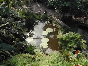 Pool in the humid tropics biome